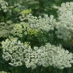 New Arrival -RootJoy Sales Shop pl2000009910 card2 lg