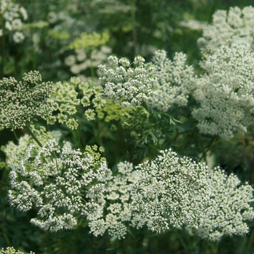 Cenolophium Denudatum 2 Cenolophium Denudatum - Image 2