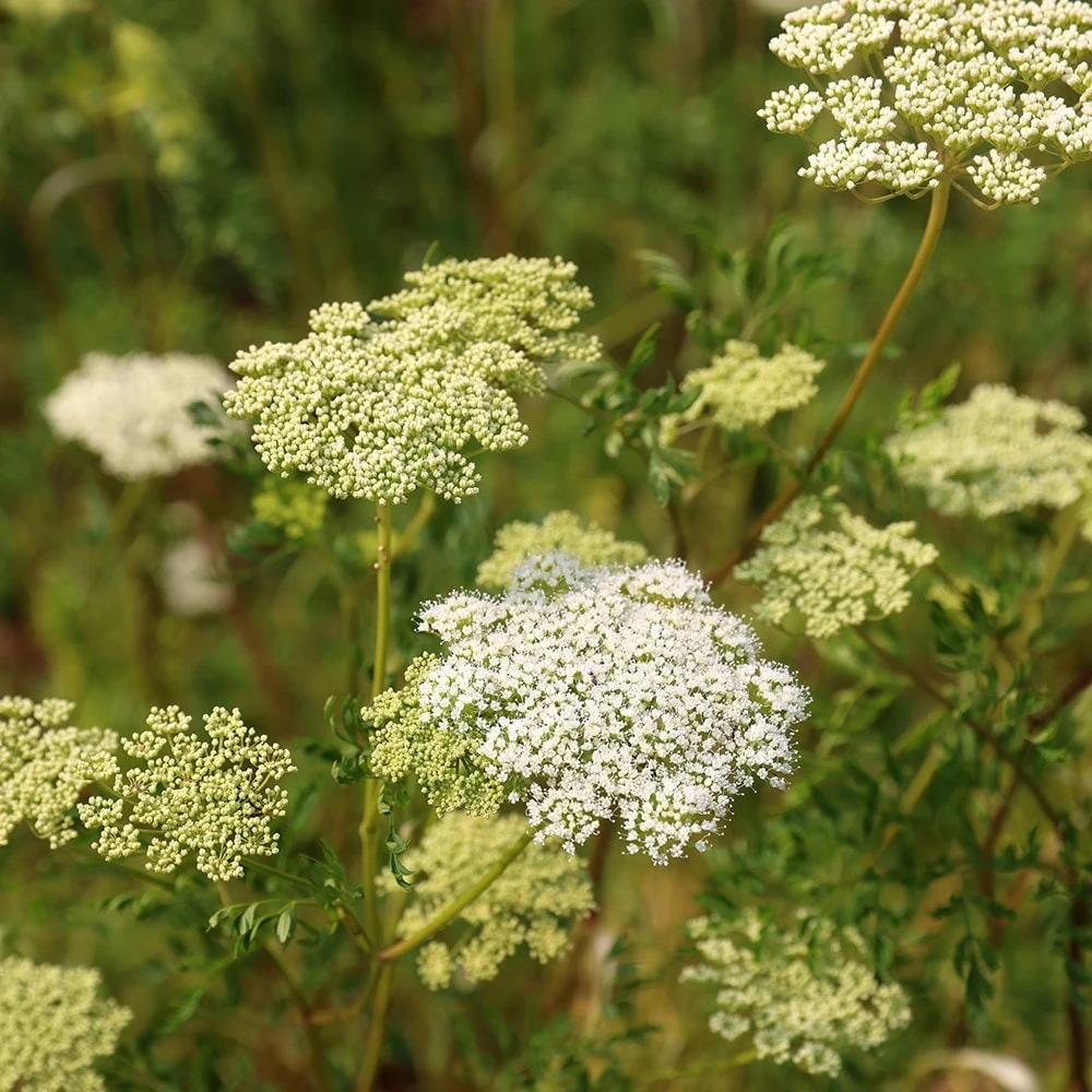 Cenolophium Denudatum 3 Cenolophium Denudatum - Image 3