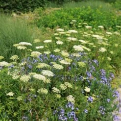 Cenolophium Denudatum 8 Cenolophium Denudatum -RootJoy Sales Shop pl2000009910 card4 lg