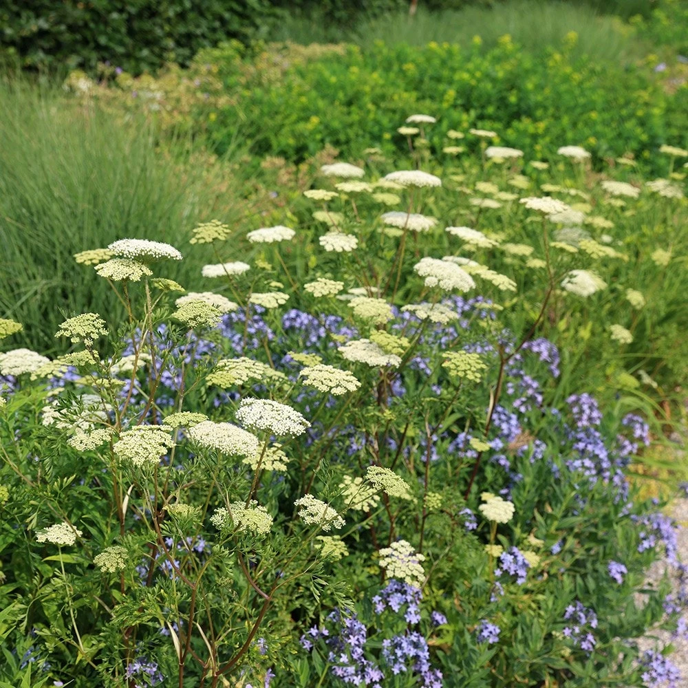 Cenolophium Denudatum 4 Cenolophium Denudatum - Image 4