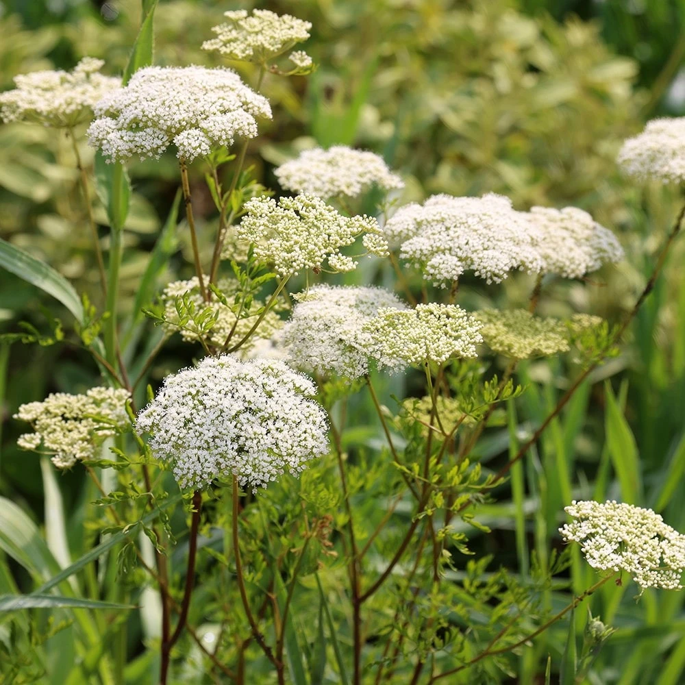 Cenolophium Denudatum 5 Cenolophium Denudatum - Image 5