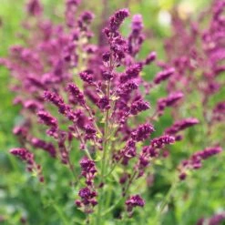 Salvia Nemorosa 'Schwellenburg' -RootJoy Sales Shop pl2000010199 card3 lg