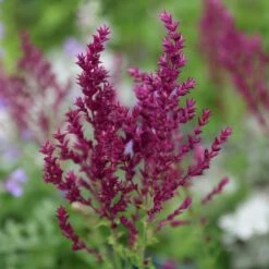 Salvia Nemorosa 'Schwellenburg' -RootJoy Sales Shop pl2000010199 card4 lg
