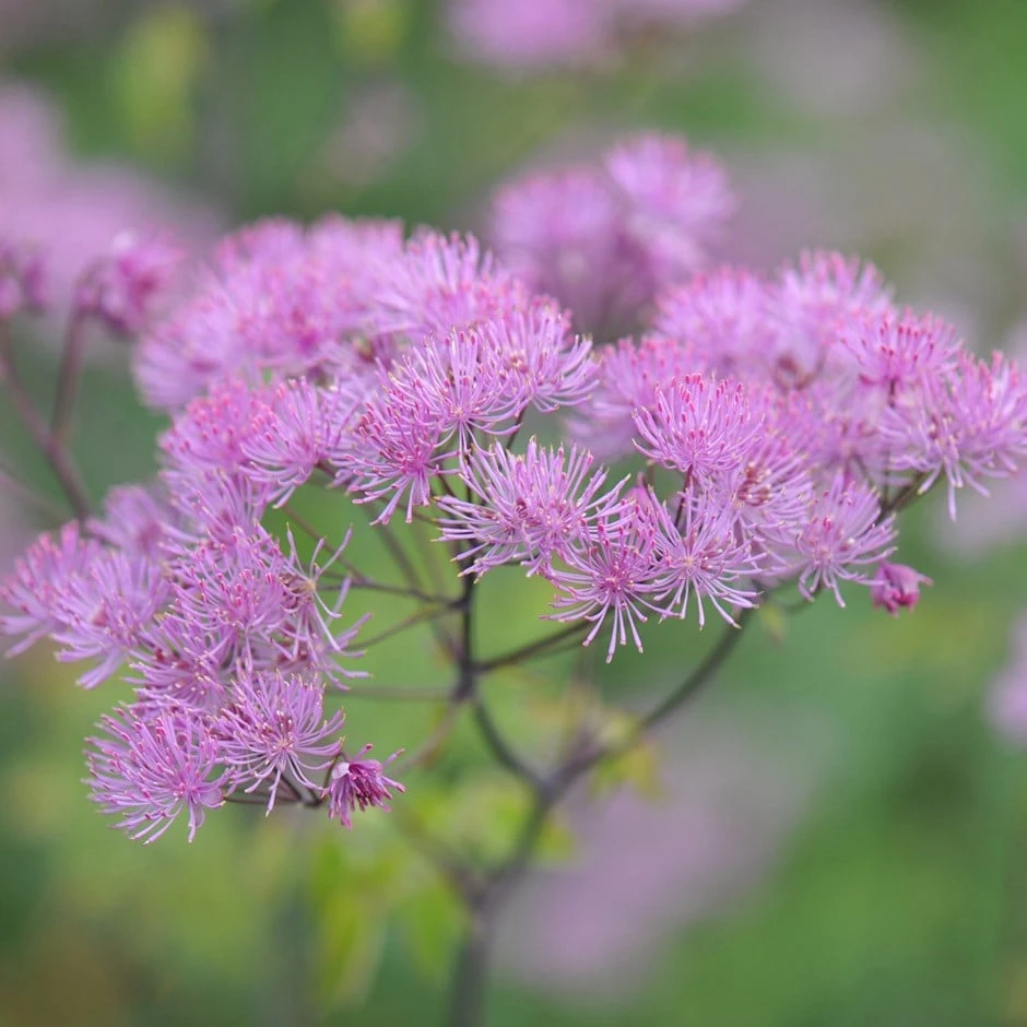 Thalictrum 'Black Stockings' 1 Thalictrum 'Black Stockings'