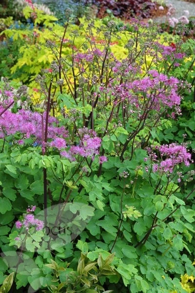 Thalictrum 'Black Stockings' 2 Thalictrum 'Black Stockings' - Image 2