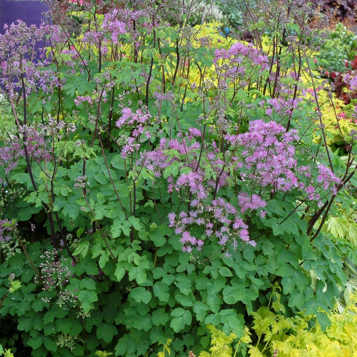 Thalictrum 'Black Stockings' 3 Thalictrum 'Black Stockings' - Image 3