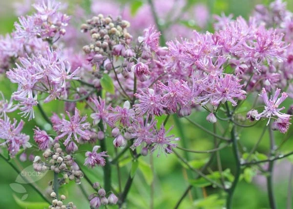 Thalictrum 'Black Stockings' 4 Thalictrum 'Black Stockings' - Image 4