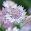 Astrantia 'Buckland'