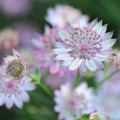 Astrantia 'Buckland' -RootJoy Sales Shop pl2000010593 card2 lg