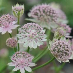 Astrantia 'Buckland' -RootJoy Sales Shop pl2000010593 card3 lg