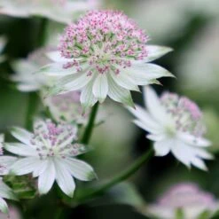 Astrantia 'Buckland' -RootJoy Sales Shop pl2000010593 card4 lg
