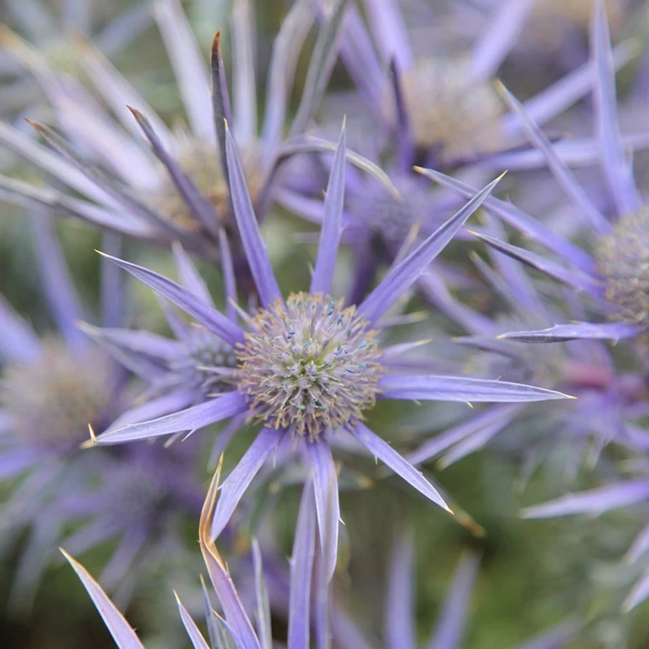 Eryngium Bourgatii Picos Amethyst ('Mackpam') (PBR) 1 Eryngium Bourgatii Picos Amethyst ('Mackpam') (PBR)