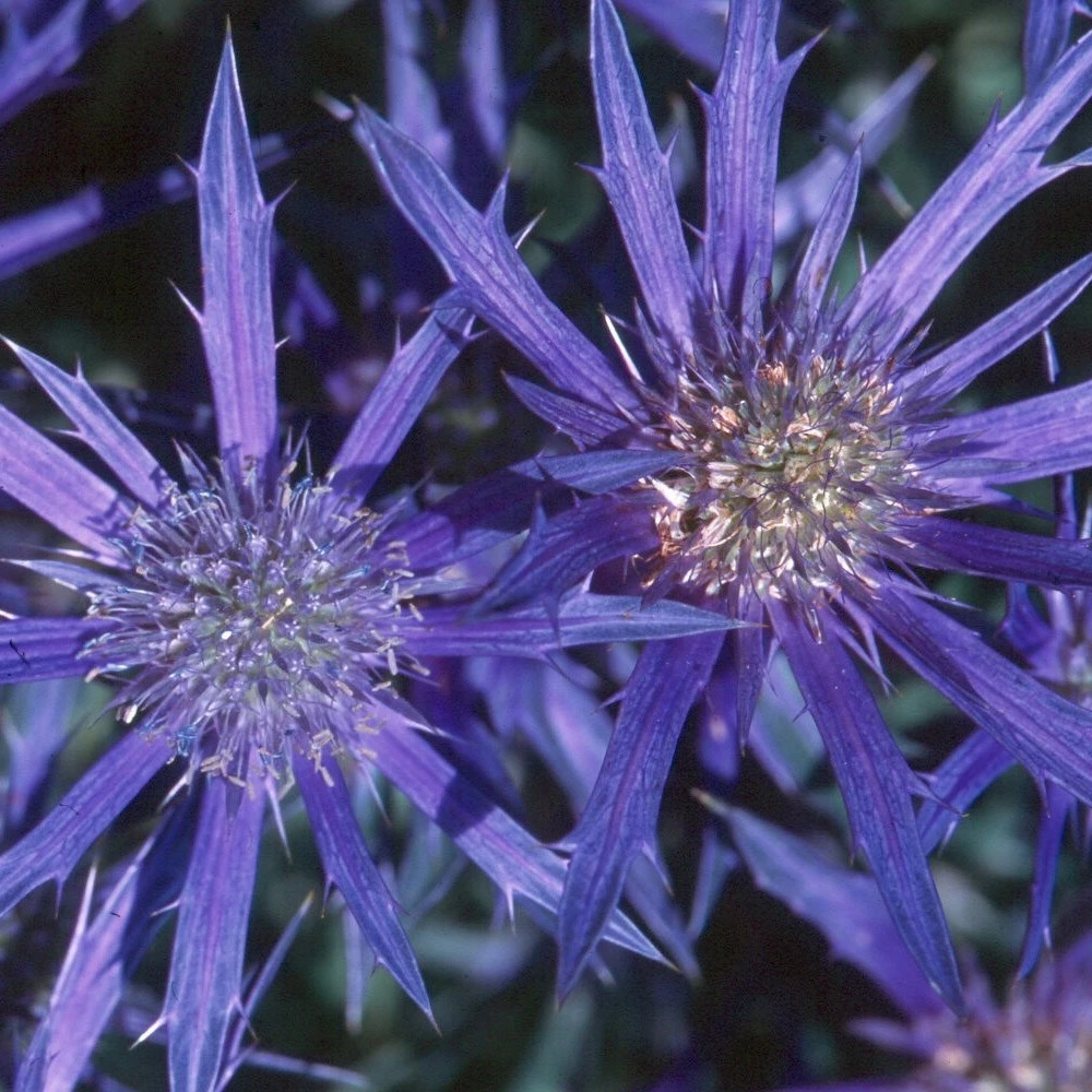 Eryngium Bourgatii Picos Amethyst ('Mackpam') (PBR) 2 Eryngium Bourgatii Picos Amethyst ('Mackpam') (PBR) - Image 2