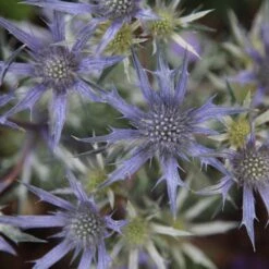 Eryngium Bourgatii Picos Amethyst ('Mackpam') (PBR) 5 Eryngium Bourgatii Picos Amethyst ('Mackpam') (PBR) -RootJoy Sales Shop pl2000010648 card3 lg