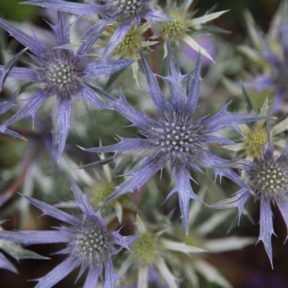 Eryngium Bourgatii Picos Amethyst ('Mackpam') (PBR) 3 Eryngium Bourgatii Picos Amethyst ('Mackpam') (PBR) - Image 3