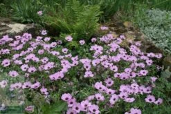 Geranium (Cinereum Group) 'Ballerina' -RootJoy Sales Shop pl2000010685 card2 lg