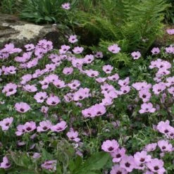 Geranium (Cinereum Group) 'Ballerina' -RootJoy Sales Shop pl2000010685 card3 lg