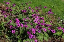 Geranium Dragon Heart ('Bremdra') (PBR) -RootJoy Sales Shop pl2000010696 card3 lg