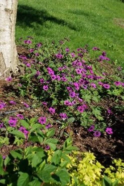 Geranium Dragon Heart ('Bremdra') (PBR) -RootJoy Sales Shop pl2000010696 card6 lg