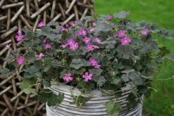 Geranium Orkney Cherry ('Bremerry') (PBR) 13 Geranium Orkney Cherry ('Bremerry') (PBR) -RootJoy Sales Shop pl2000010701 card3 lg