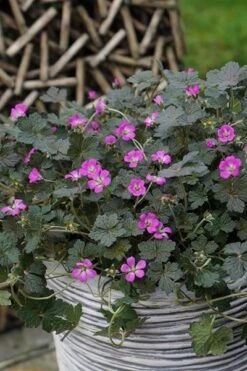 Geranium Orkney Cherry ('Bremerry') (PBR) 15 Geranium Orkney Cherry ('Bremerry') (PBR) -RootJoy Sales Shop pl2000010701 card5 lg