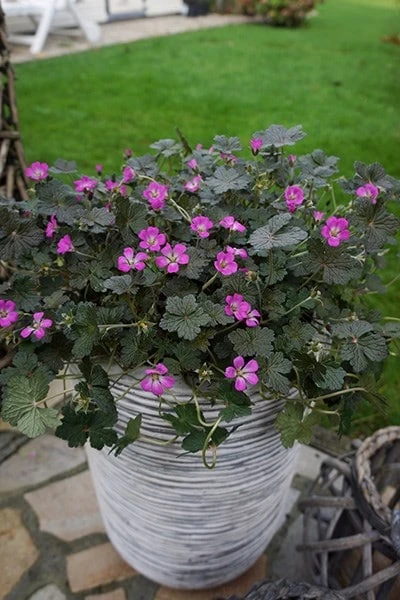 Geranium Orkney Cherry ('Bremerry') (PBR) 6 Geranium Orkney Cherry ('Bremerry') (PBR) - Image 6