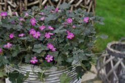 Geranium Orkney Cherry ('Bremerry') (PBR) 17 Geranium Orkney Cherry ('Bremerry') (PBR) -RootJoy Sales Shop pl2000010701 card7 lg