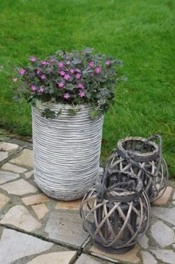 Geranium Orkney Cherry ('Bremerry') (PBR) 18 Geranium Orkney Cherry ('Bremerry') (PBR) -RootJoy Sales Shop pl2000010701 card8 lg