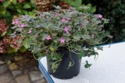 Geranium Orkney Cherry ('Bremerry') (PBR) 19 Geranium Orkney Cherry ('Bremerry') (PBR) -RootJoy Sales Shop pl2000010701 card9 lg