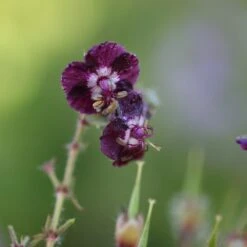 Geranium Phaeum Var. Phaeum 'Samobor'