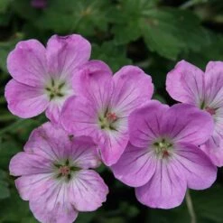 Geranium 'Mavis Simpson'