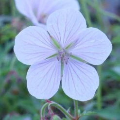 Geranium Clarkei 'Kashmir White'