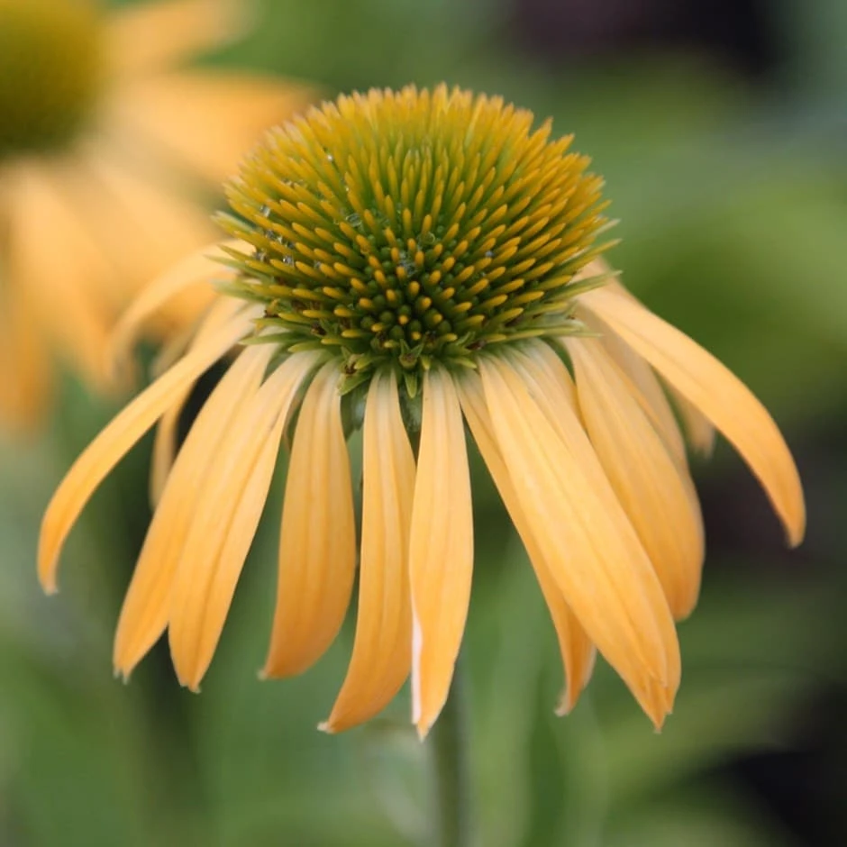 Echinacea 'Harvest Moon' (PBR) (Big Sky Series) 1 Echinacea 'Harvest Moon' (PBR) (Big Sky Series)