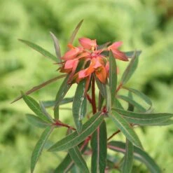 Euphorbia Griffithii 'Fireglow' -RootJoy Sales Shop pl2000012387 card3 lg