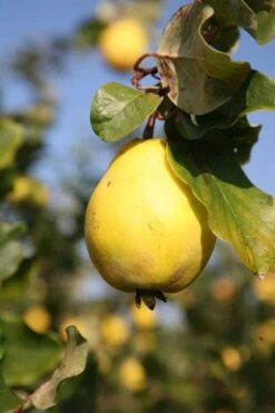 Quince 'Vranja' -RootJoy Sales Shop pl2000012513 card3 lg