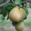 Pear 'Beurré Hardy'