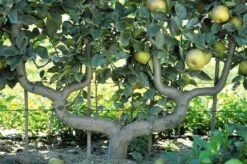 Pear 'Beurré Hardy' -RootJoy Sales Shop pl2000012514 card2 lg