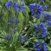 Agapanthus 'Midnight Star'
