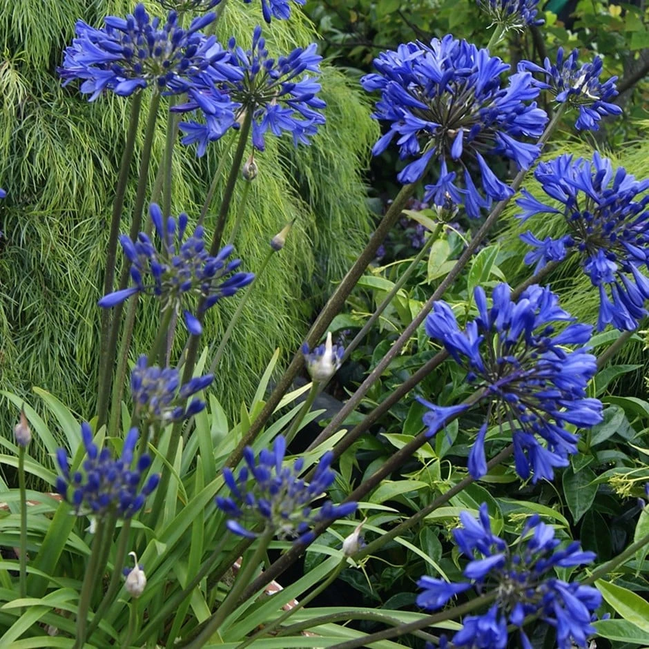 Agapanthus 'Midnight Star' 1 Agapanthus 'Midnight Star'
