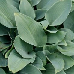 Hosta (Tardiana Group) 'Halcyon'