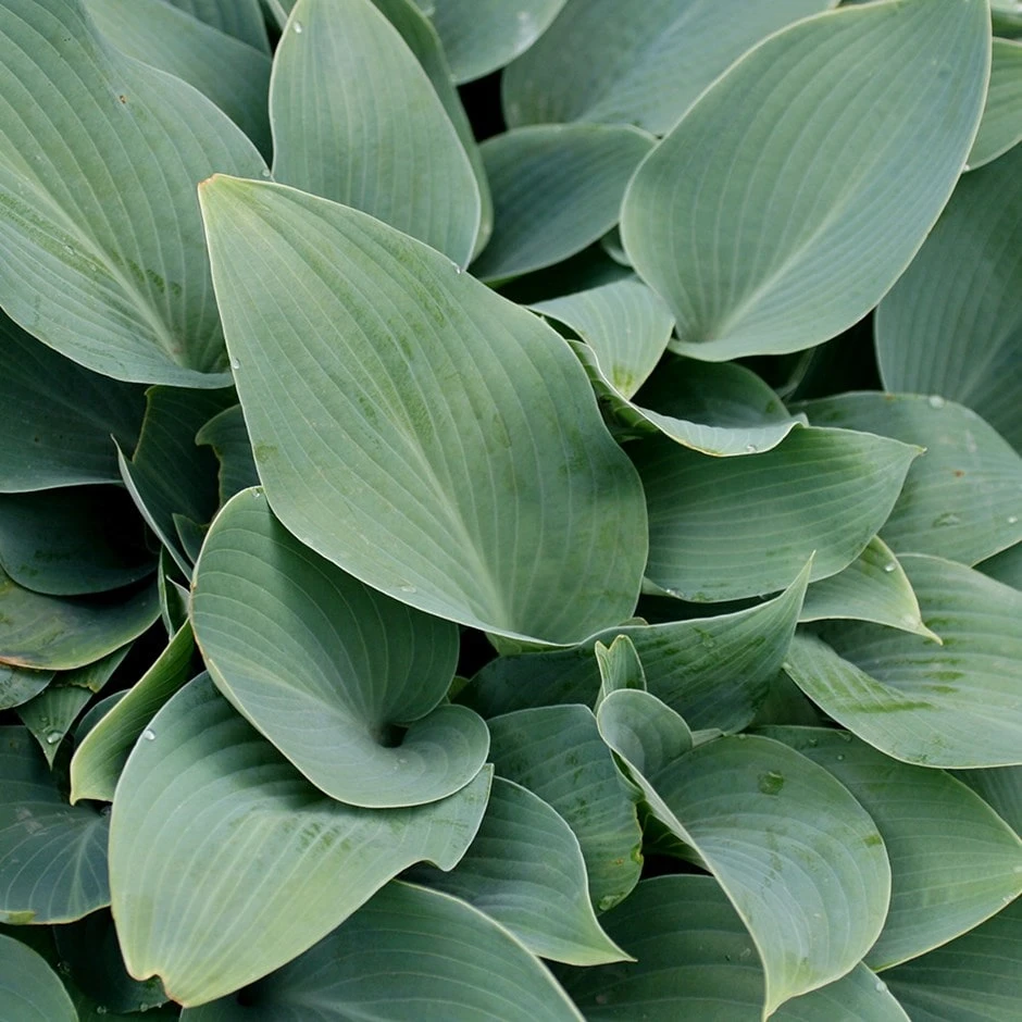 Hosta (Tardiana Group) 'Halcyon' 1 Hosta (Tardiana Group) 'Halcyon'