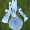 Iris 'Perry's Blue'