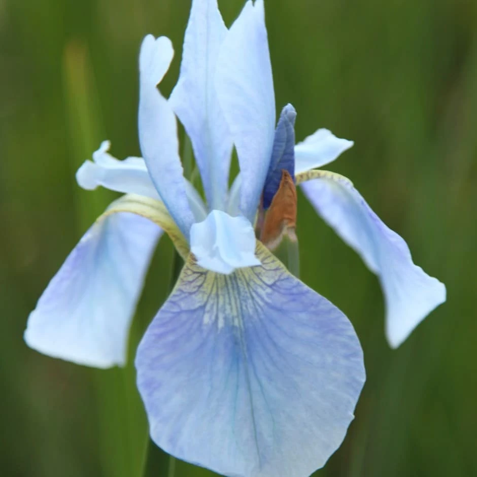 Iris 'Perry's Blue' 1 Iris 'Perry's Blue'