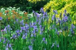 Iris 'Perry's Blue' 3 Iris 'Perry's Blue' -RootJoy Sales Shop pl2000012648 card2 lg