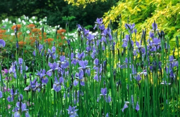 Iris 'Perry's Blue' 2 Iris 'Perry's Blue' - Image 2