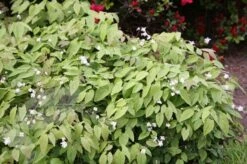 Epimedium × Youngianum 'Niveum' -RootJoy Sales Shop pl2000012677 card4 lg