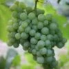 Grape 'Pinot Blanc'