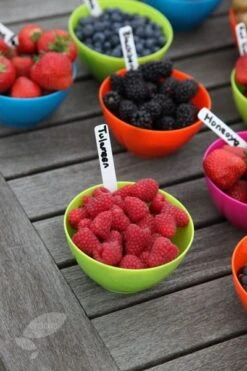 Raspberry 'Tulameen' -RootJoy Sales Shop pl2000012885 card3 lg