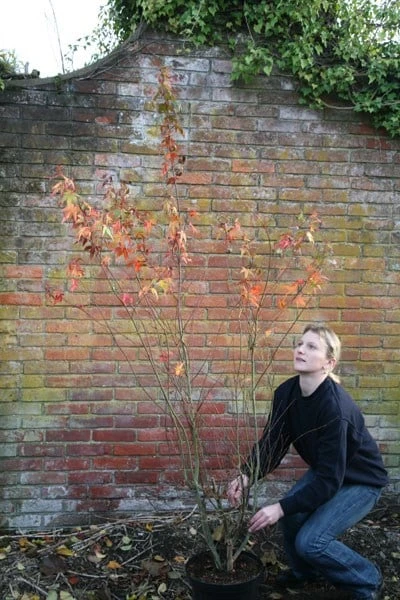 Acer Palmatum 2 Acer Palmatum - Image 2